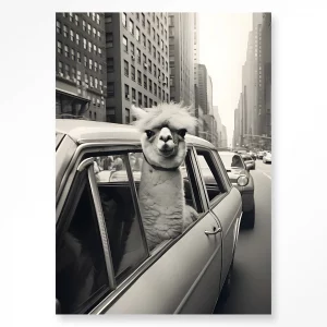 Tableau ALPACA IN NY - URBAN COTON